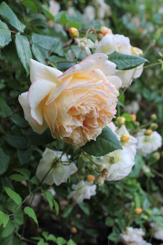 rose Crown Princess Margareta de David Austin