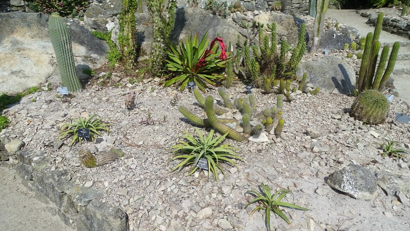 Une semaine à l'ile de Batz chez Zaza avec ma féline - Le jardin colonial - La cacteraie