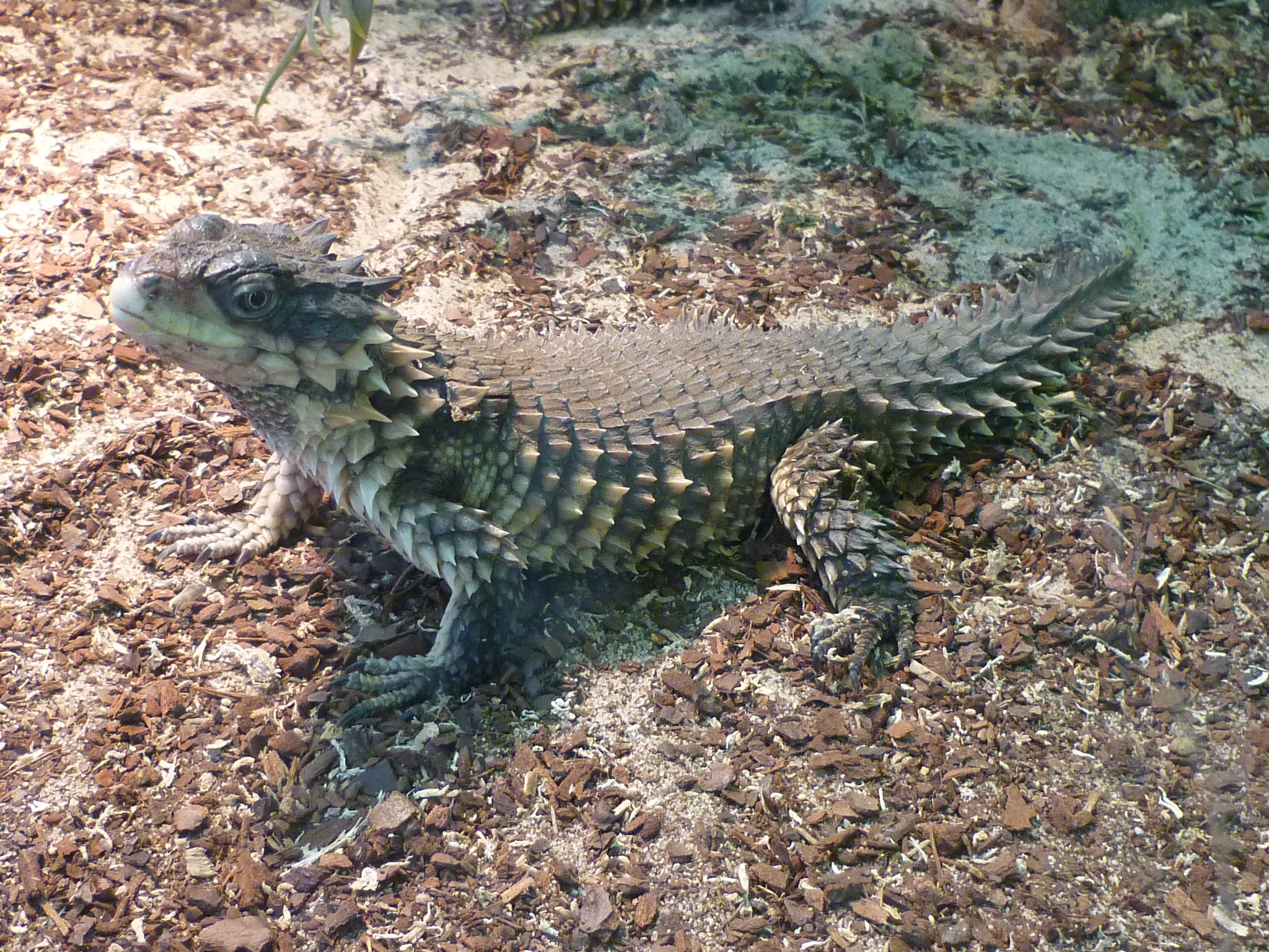 RiesengÃ¼rtenschweif_TerraZoo_1