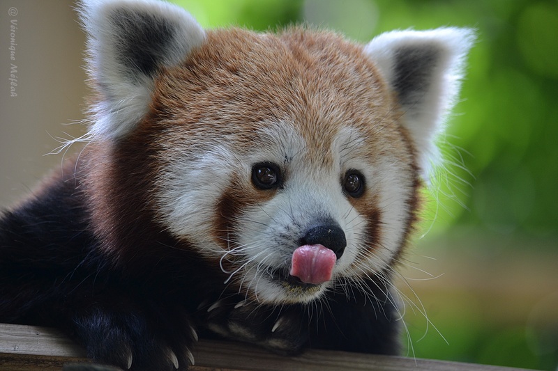 Ménagerie du Jardin des Plantes : Panda Roux