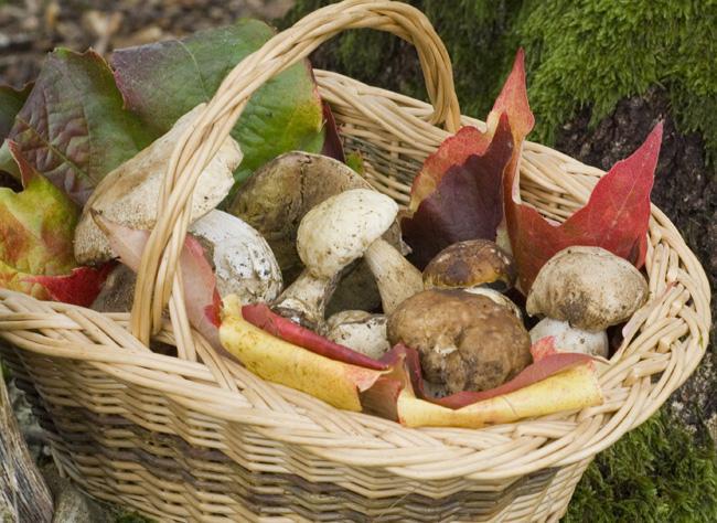 Les champignons : apprendre à les reconnaître, les cueillir, les cuisiner