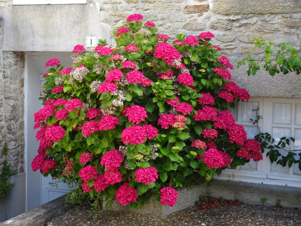 Les hortensias dans les rue de Piriac