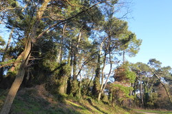 Anglet, la forêt du Lazaret