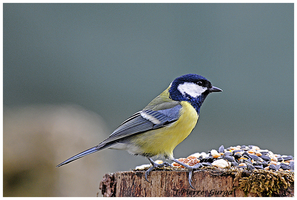 D'autres très belles photos d'oiseaux par Jean-Pierre Gurga...