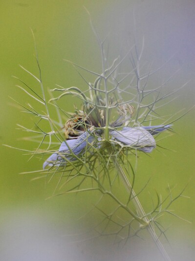 Nigelle de Damas