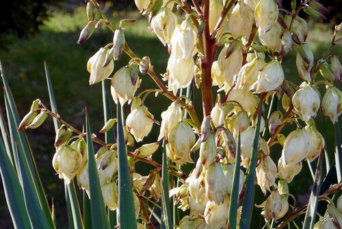 Mon yucca a bien fleuri