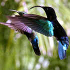 Pas de deux avec un colibri madère - Photo : Yvon