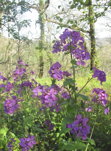 Fleurs roses