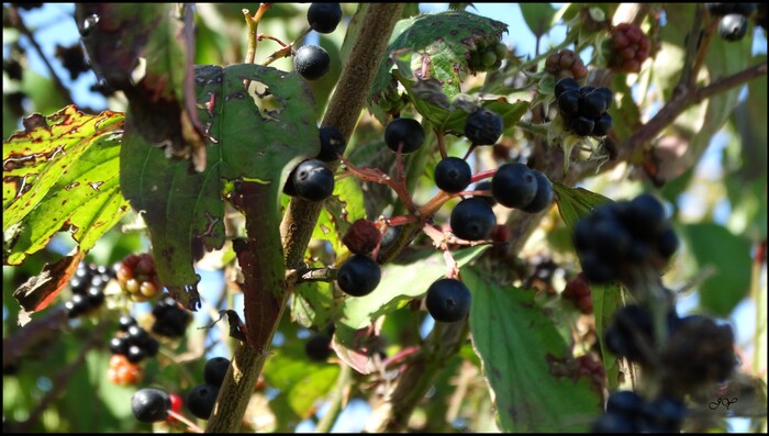  Cornus sanguinea