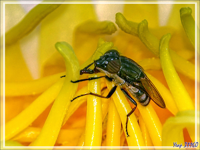 Les beaux yeux de la mouche Stomorhina lunata femelle et le Nymphéa - Lartigau - Milhas - 31