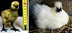 dakota poule négre-soie, poussin et adulte