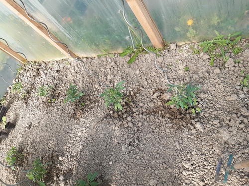 Les tomates de mon jardin de 2019
