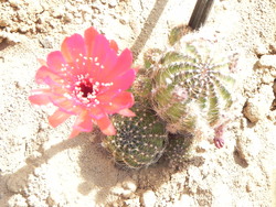 Cactuseraie de Creisméas