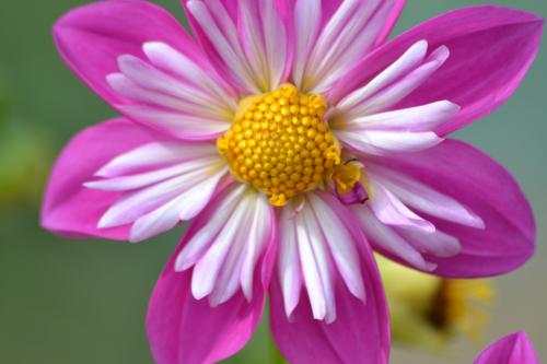 Le cartoscope du mardi 22 novembre 2016