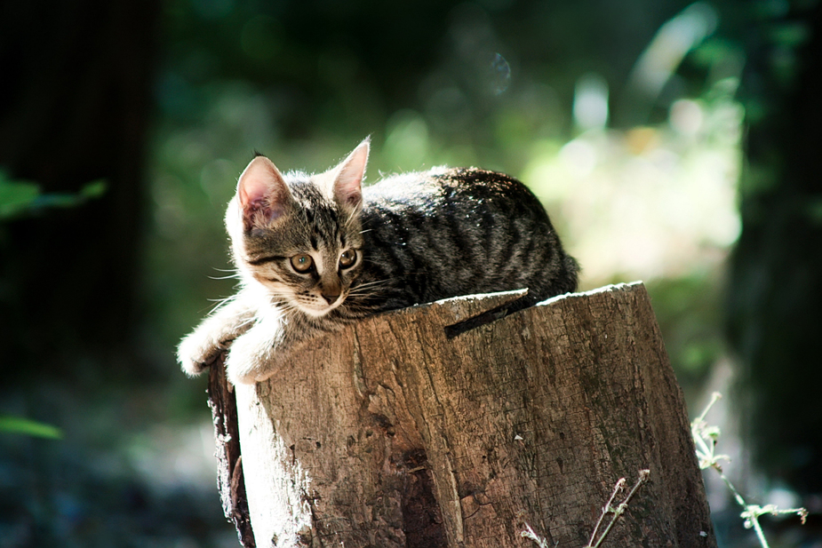 5 Images de Petits Félins