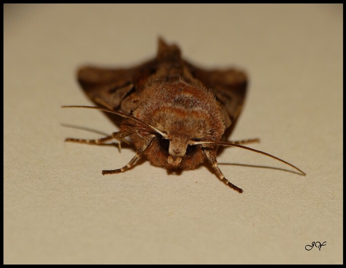 Orthosia gothica.