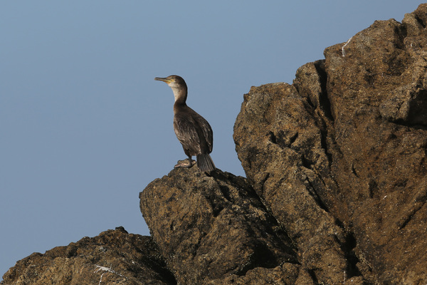 Cormoran huppé - Saint-Malo