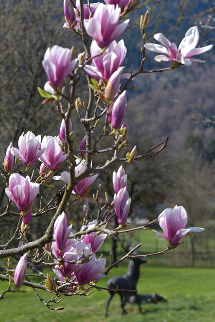 Printemps en vallée du Giffre