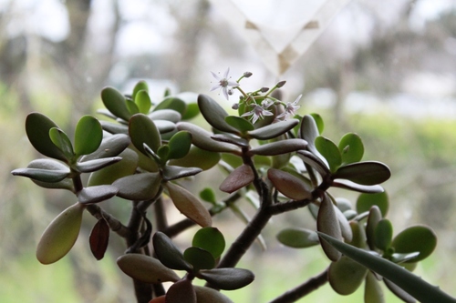 Crassula ovata