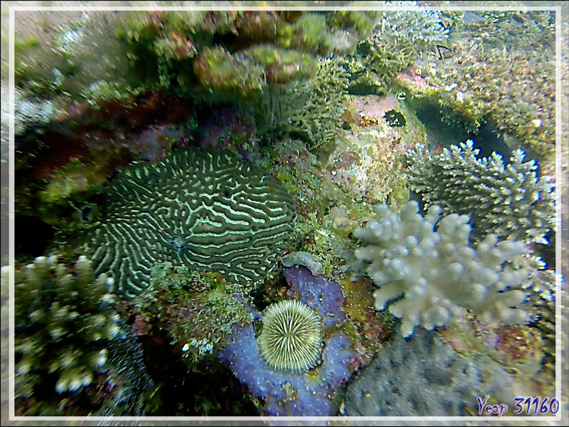 Ok Corals ... - Nosy Tsarabanjina - Nosy Mitsio - Madagascar