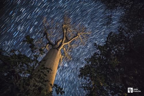 Baobabs sous les étoiles