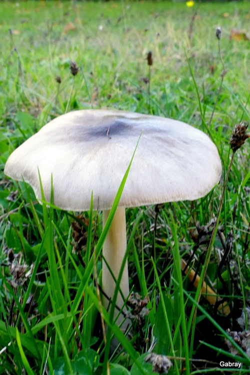 Des champignons en novembre 