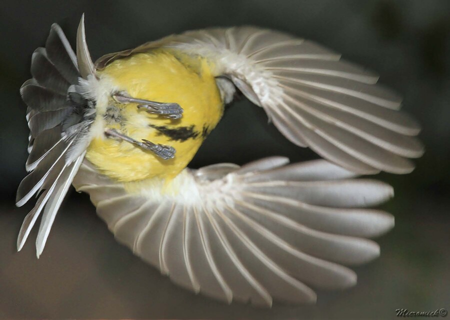 Envol de mésange charbonnière.