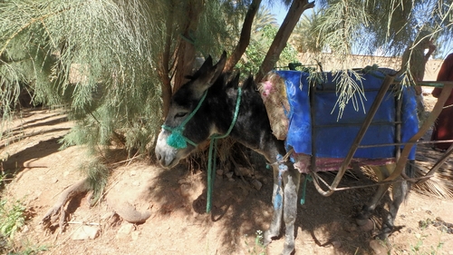 Du Hakkou à Boudnib