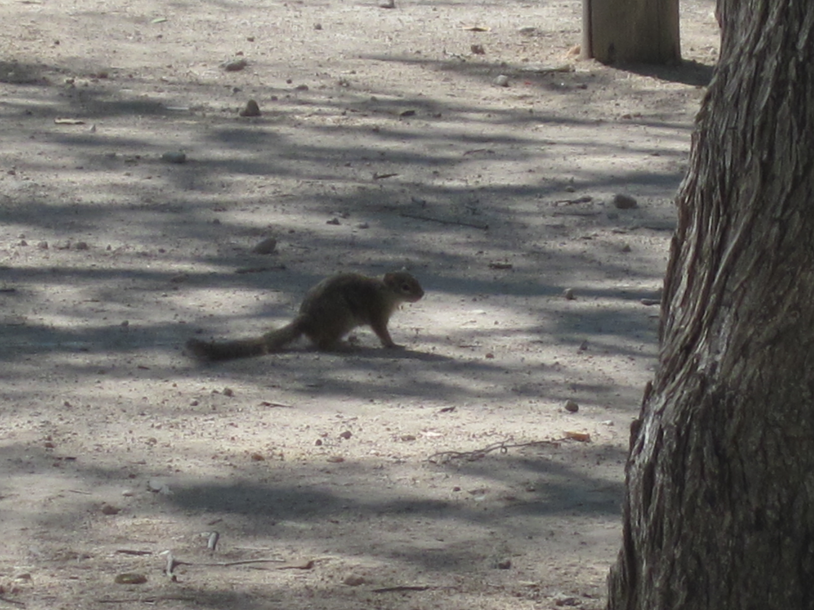 Parc d'Etosha Hallali