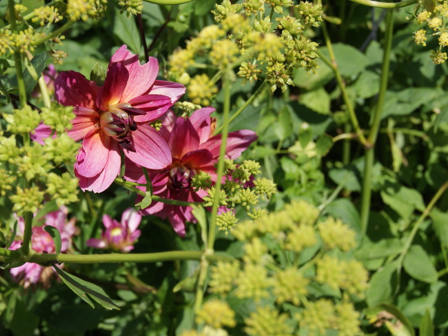 Des dahlias pour fleurir le jardin en fin d'été.