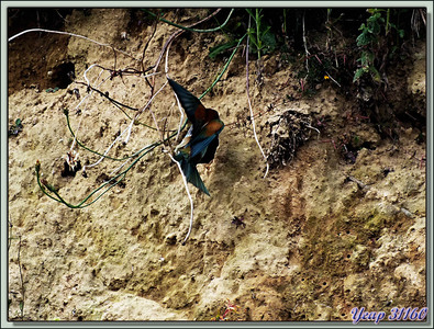 Guêpier d'Europe (Merops apiaster) - Rouede - 31  (Faune)