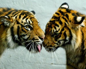 Bisous tigres