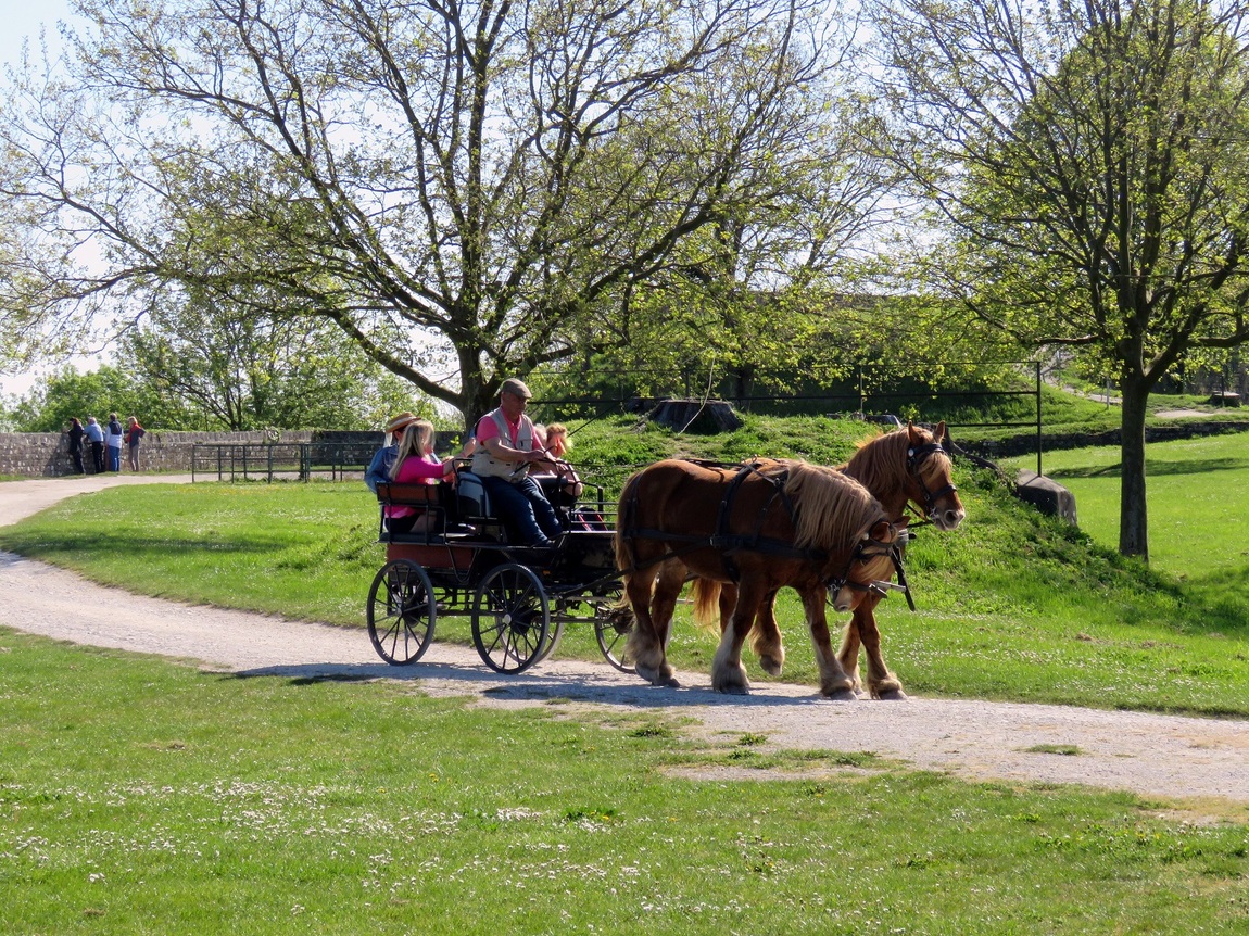 des chevaux ...