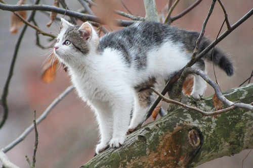 Comment faire descendre un chat d'un arbre (1)