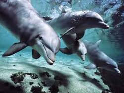 tros beau les dauphin
