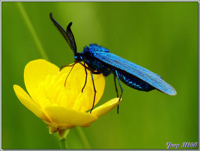 Papillon Zygène Turquoise mâle (Adscita sp.) - Lartigau - Milhas - 31