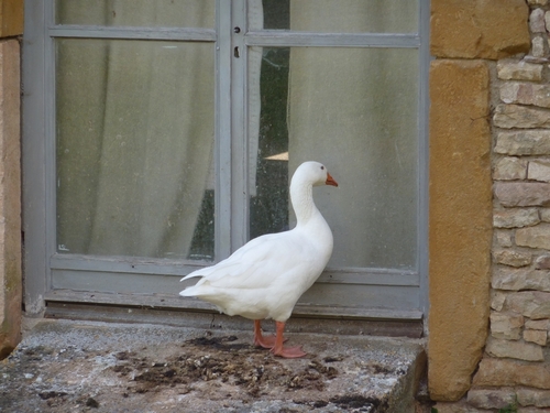 Jeudi 13 septembre - Petits villages entre Laives et Brancion