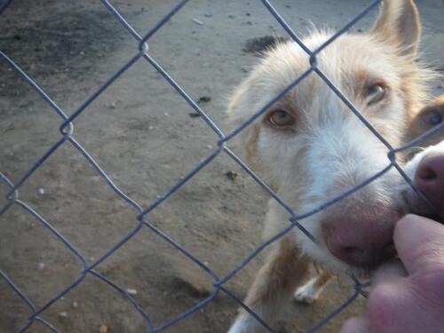 Heidi , notre puce est réservée pour adoption avec .......Cartagena