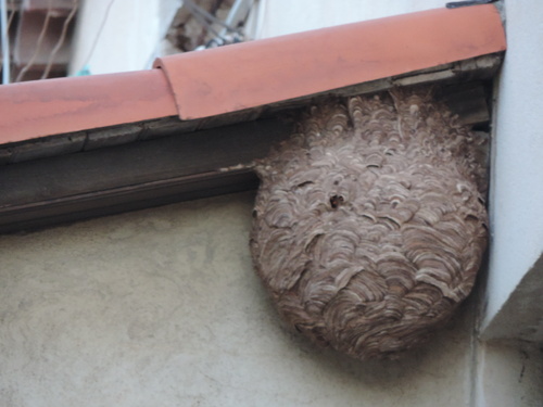 Intervention de destruction d'un nid de frelon asiatique dans le 8° arrondissement.