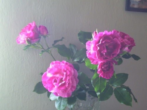 Mes photos de roses/Rózsafotók a kertemből