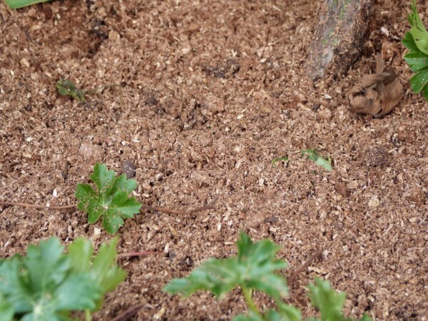 paillage magic fertiligene - aspect au sol après arrosage