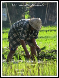 06 Août 2014 - Ubud... les rizières toujours trop belles...