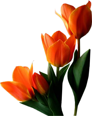 Virágok - Tulipán