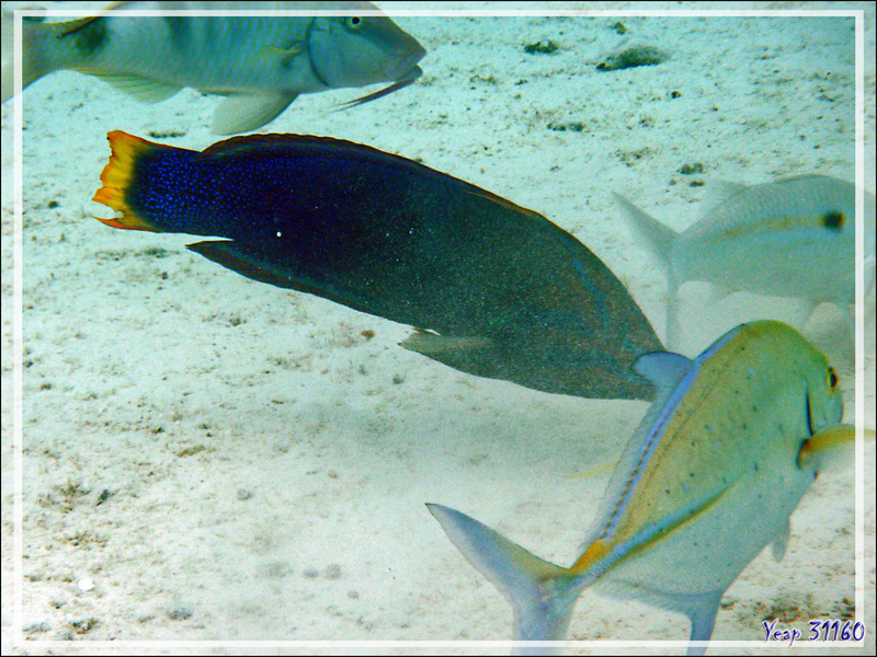 Girelle de Gaimard ou Coris à queue jaune ou Labre-clown rouge, Yellowtail coris or African coris or Gaimard's wrasse (Coris gaimard) - Lagon de la Pension Kuriri - Maupiti - Polynésie française