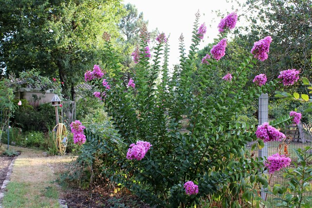  lagerstromia indica - Lilas des Indes