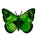 Dessins Papillons