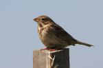 Oiseaux