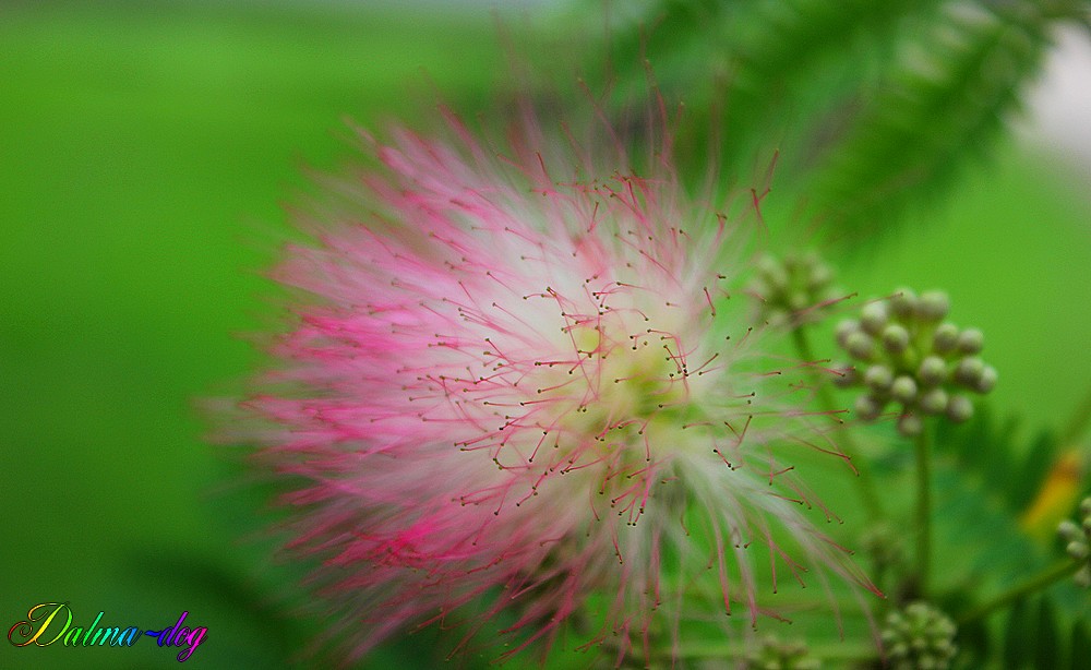 albizia