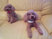 SUZUKI AIRI ? Fiche d'identité