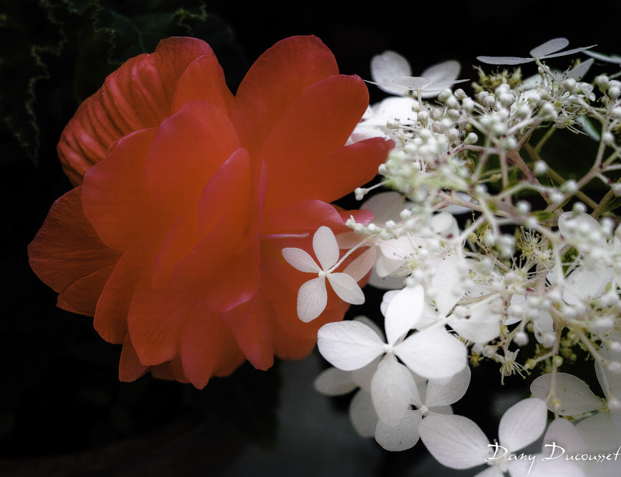 Le rouge et le blanc